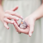 птица в руках